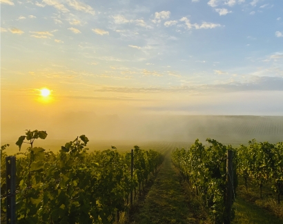 Rheinhessen teaser