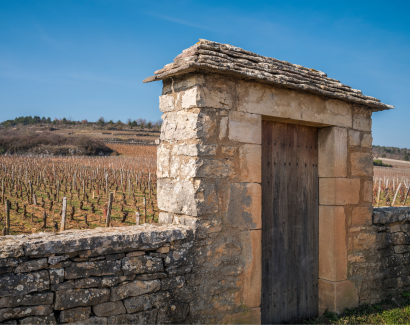 Montrachet teaser