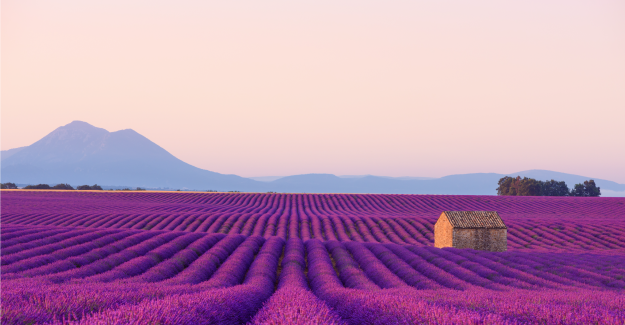 PROVENCE 625x325